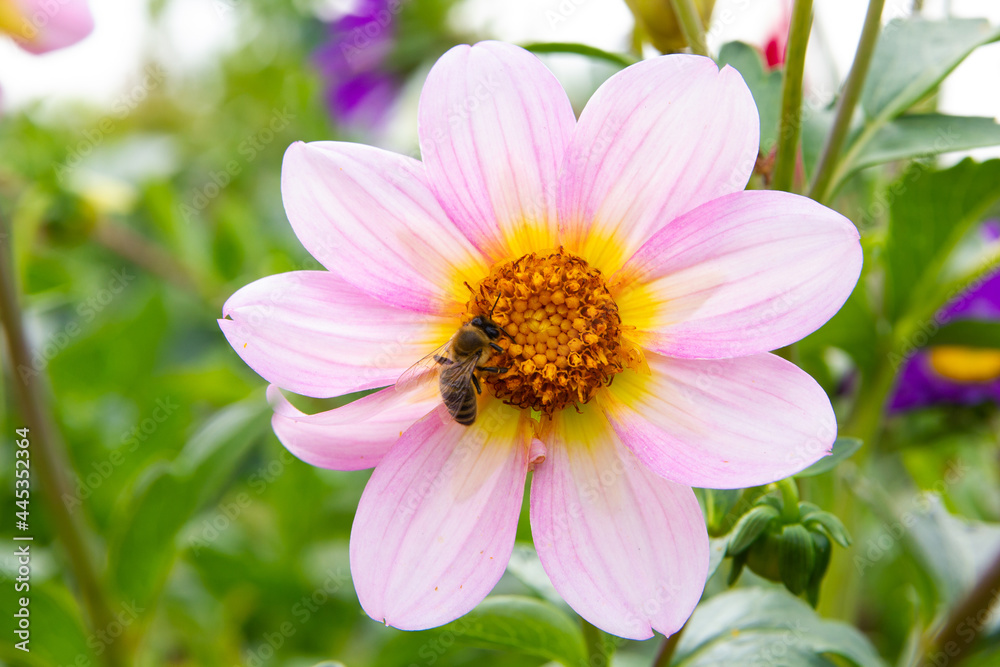 A bee collects nectar on a large beautiful zinnia chamomile. Summer in the garden. Close-up. Place for your text. A bee collects nectar on a large beautiful zinnia chamomile. Summer in the garden. Close-up. Place for your text.