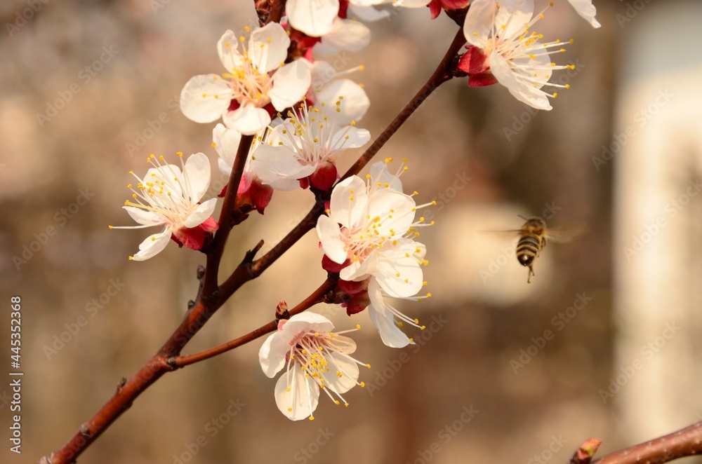 blossom in spring, fragile bee blossom in spring, fragile bee