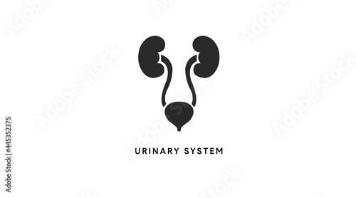 Urinary System. Vector black and white editable illustration of the Urinary System