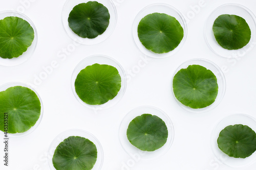 Fresh green centella asiatica leaves in petri dishes on white background.