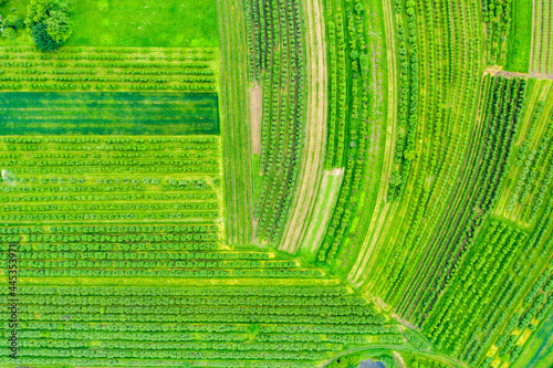 abstract background - green grasses