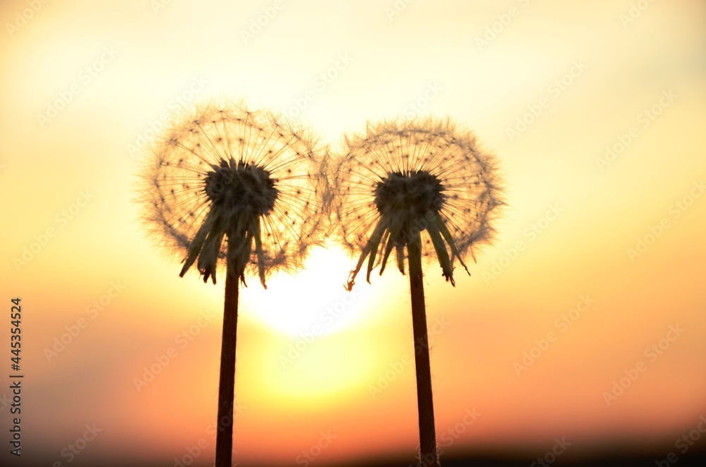 dandelions at sunset