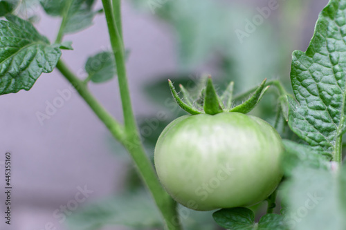 Tomato plant with some  unripe green tomatoes