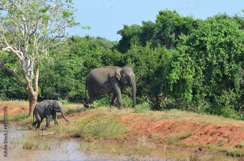 Sri Lanka wild Indian Elephant and baby