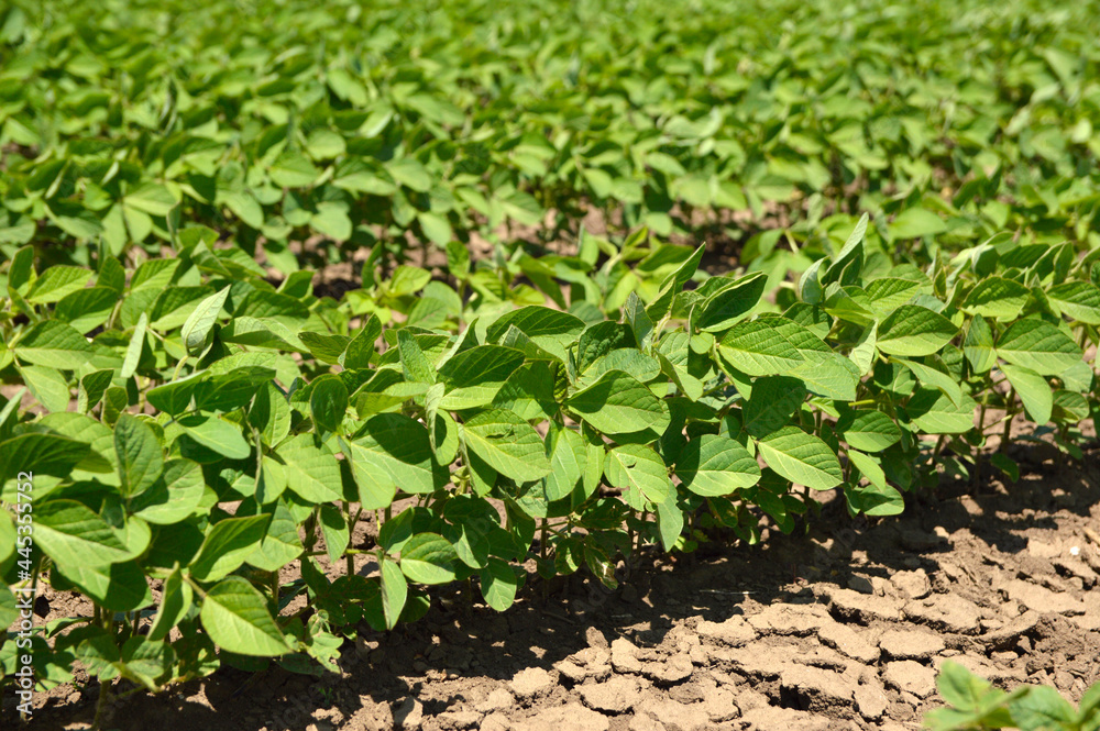 green soya bean field in bright spring day