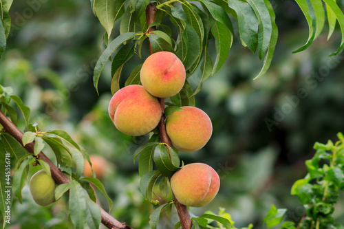 Ripe peaches hanging on the tree in the orchard.