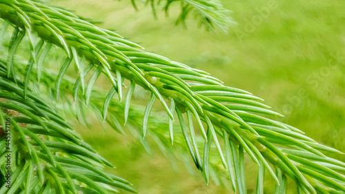 Fir background. Larch branch with young bright green needles on a blurred natural background at summer time