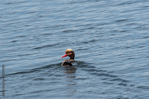 Netta rufina sit on the water in river. red-crested pochard sit on lake, spring and summer scene