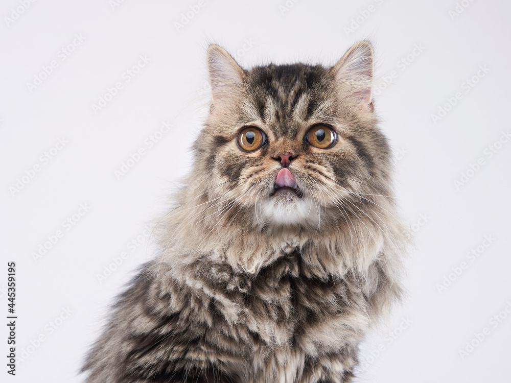 Scottish tabby cat on a light background. Pet in the studio. kitten stuck out his tongue
