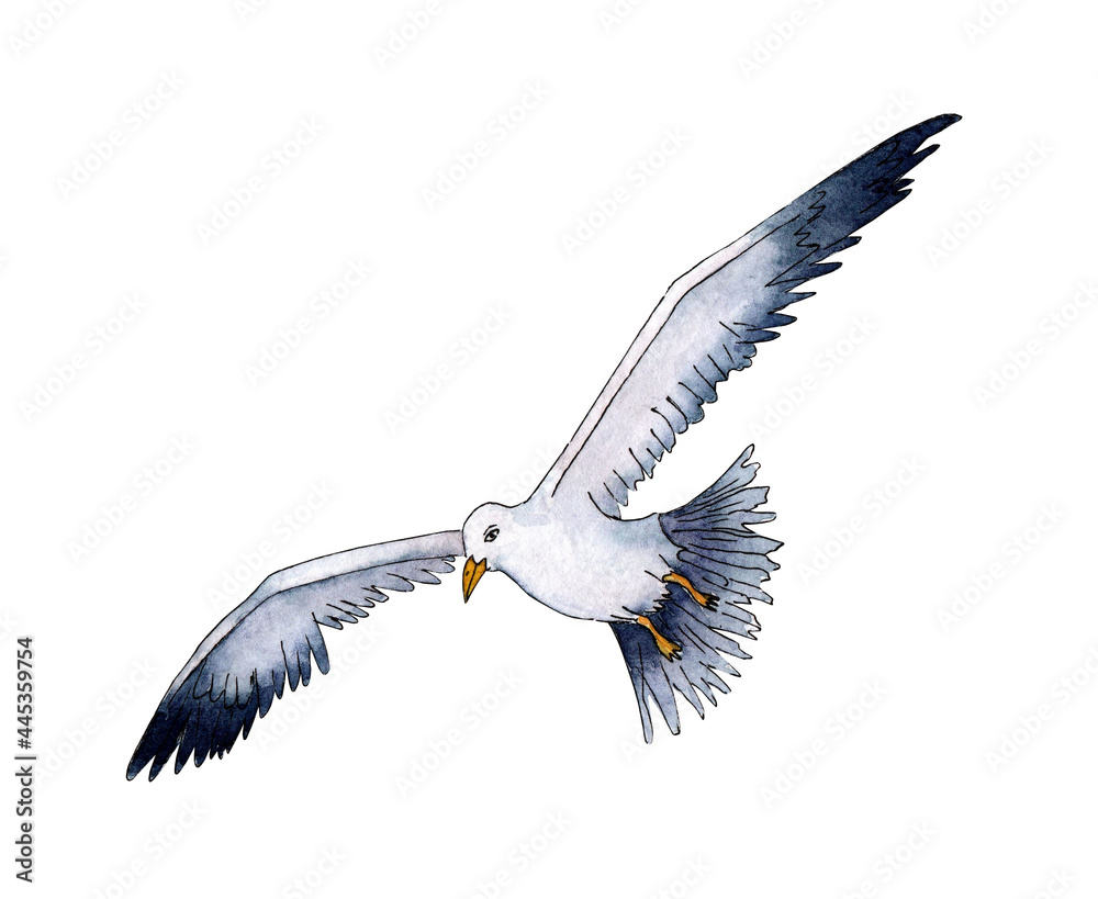 Fototapeta premium Watercolor illustration of realistic bird Seagull. Summer vacation at sea. Marine life, flying bird. Isolated on white background. Drawn by hand.