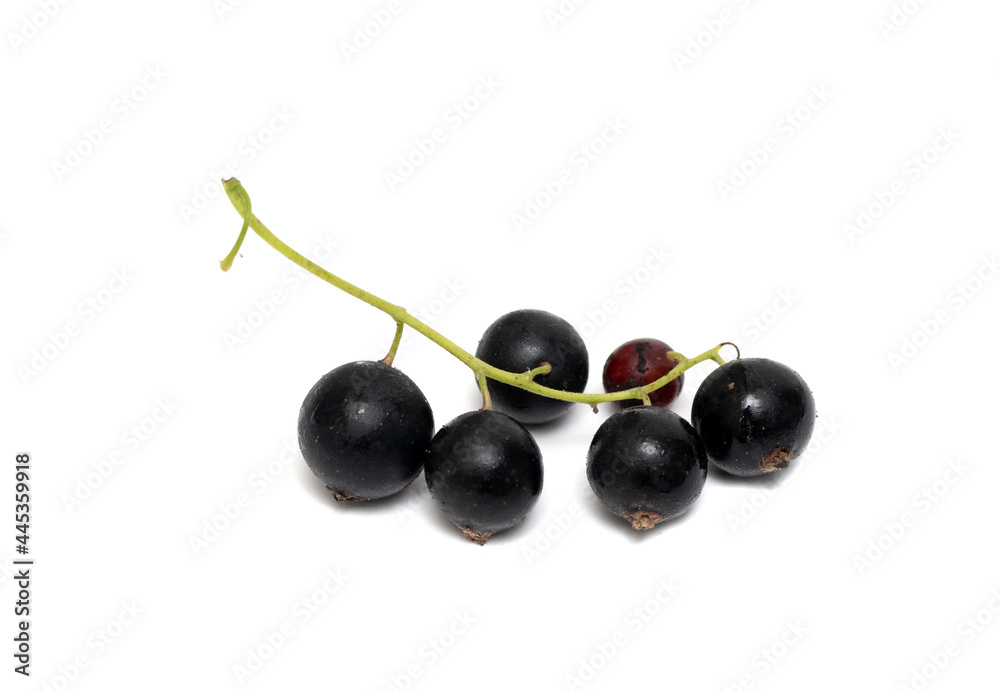 Black currant isolated on white background. Black currant isolated on white background.