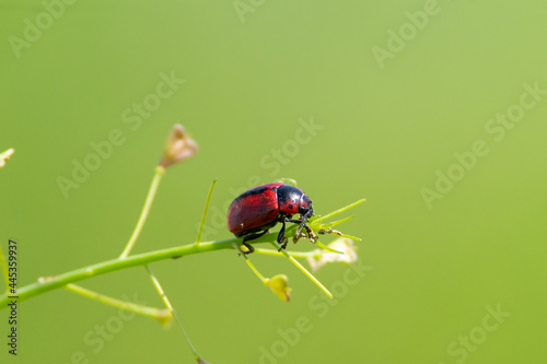 Entomoscelis adonidis sit on the grass, summer and spring scene. 
Red-crested pochard bugs