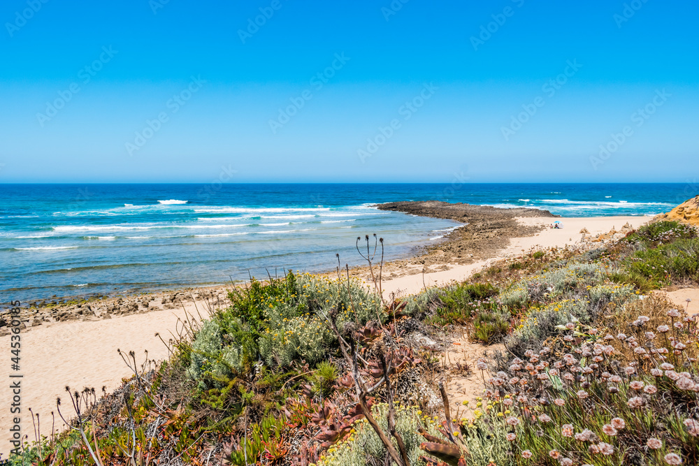 Selective focus on maritime vegetation in the dunes of Farol beach in Milfontes, Odemira PORTUGAL Selective focus on maritime vegetation in the dunes of Farol beach in Milfontes, Odemira PORTUGAL