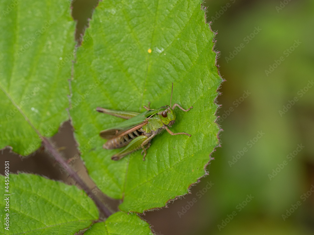 Common green grasshopper on a Bramble Leaf Common green grasshopper on a Bramble Leaf