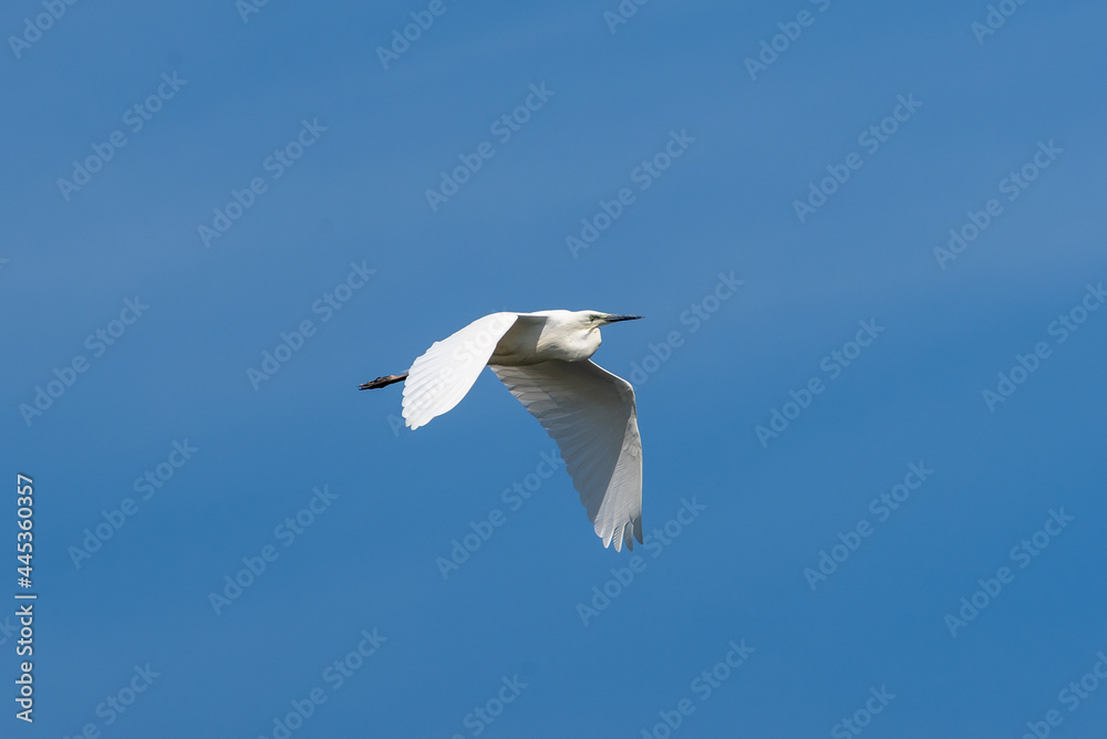 Egretta garzetta fly in the sky in spring scene
Little egret in summer scene Egretta garzetta fly in the sky in spring scene
Little egret in summer scene