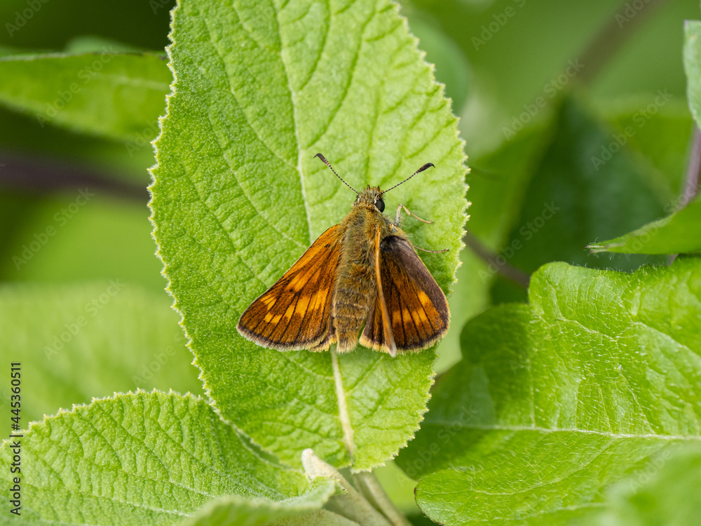 Large Skipper Butterfly Resting on a Leaf Large Skipper Butterfly Resting on a Leaf