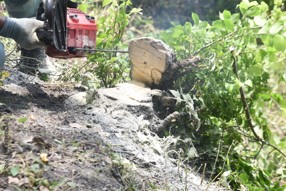 Environmental arrangement. A scene of logging work on the riverbed of a stream. Environmental arrangement. A scene of logging work on the riverbed of a stream.