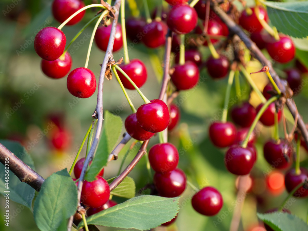 Cherry tree with juicy cherries. Sunny summer day in the garden. A healthy diet Cherry tree with juicy cherries. Sunny summer day in the garden. A healthy diet