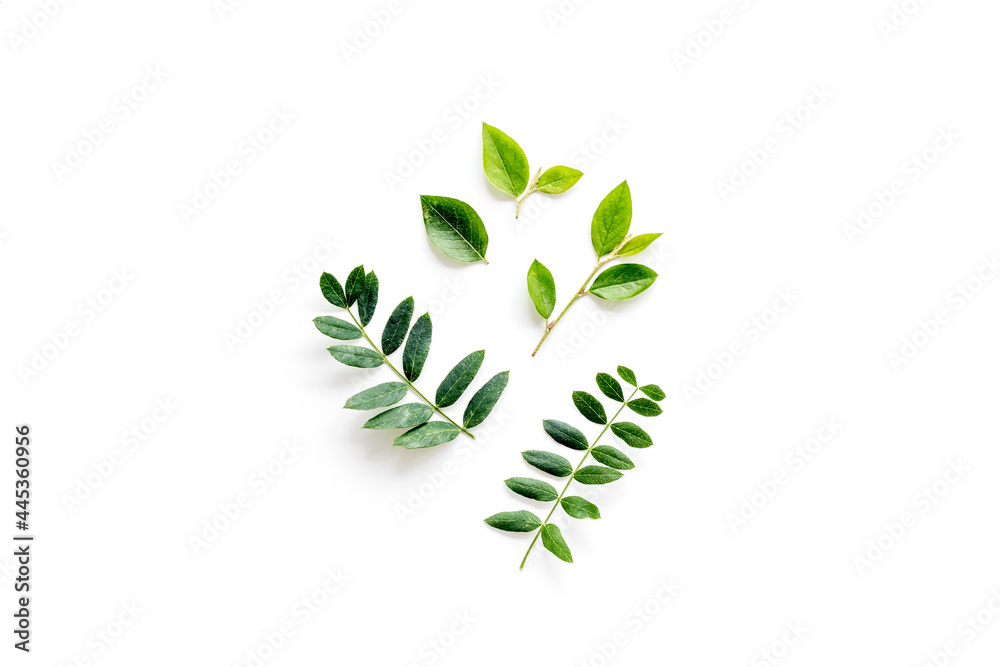 Layout of green leaf and branches isolated on white. Overhead view