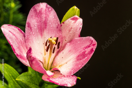Fototapeta Naklejka Na Ścianę i Meble -  Lilie in voller Blüte