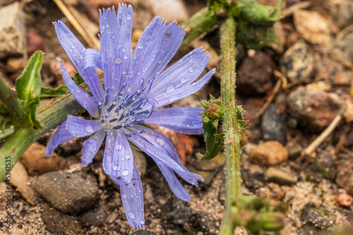 Obraz na płótnie Zichorie Blume mit Wassertropfen