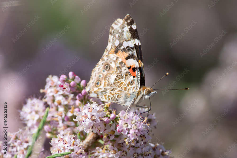 Fototapeta premium Vanessa cardui sit on the grass, summer and spring scene. painted lady butterfly