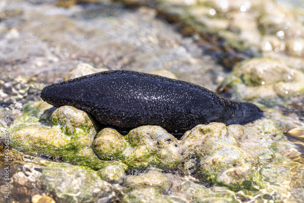 Fototapeta premium Black sea cucumber along coral reefs 