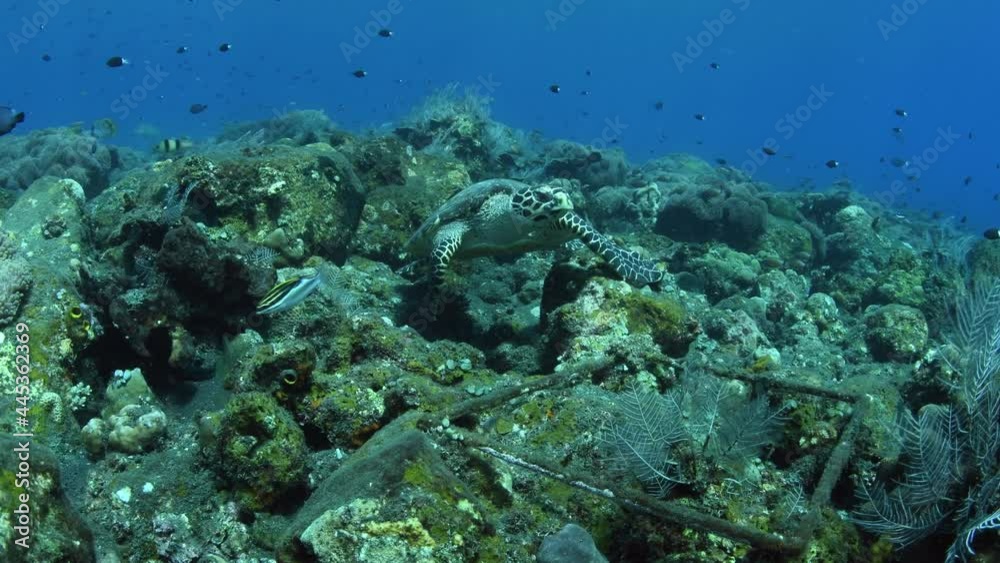 Hawksbill Sea Turtle is swimming along a coral reef and looking for food. Amazing underwater world of Tulamben, Bali, Indonesia. Hawksbill Sea Turtle is swimming along a coral reef and looking for food. Amazing underwater world of Tulamben, Bali, Indonesia.