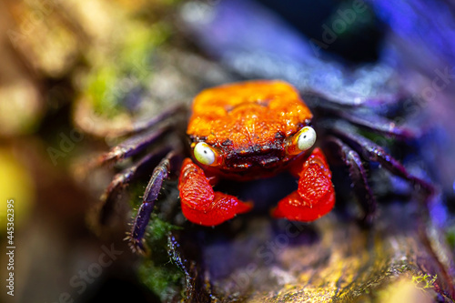 A type of mountain crab is known as a vampire crab
