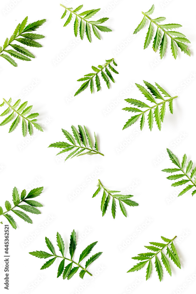 Green leaf branches isolated on white. Top view Green leaf branches isolated on white. Top view