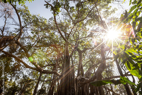 A big banyan tree in the deep forest
 photo