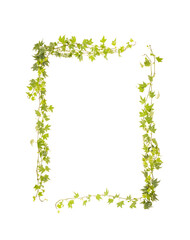 Ivy climbing plant frame composition empty space surrounded by branches and leaves