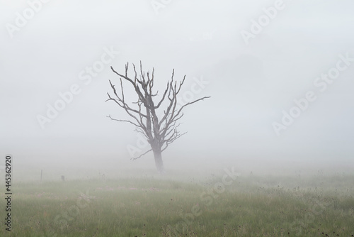 Bare tree branches in gloomy misty meadow. Uk nature backgrounds. Conceptual emotions of loneliness. 