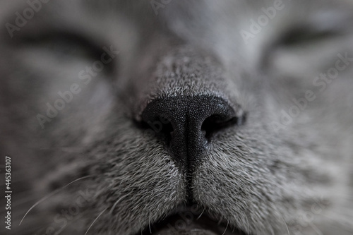 Gray cat's nose and mouth
