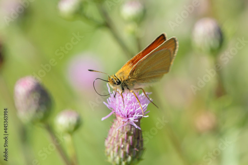 Essex skipper (Thymelicus lineola) with reeled-out proboscis sucks nectar on a thistle blossom.