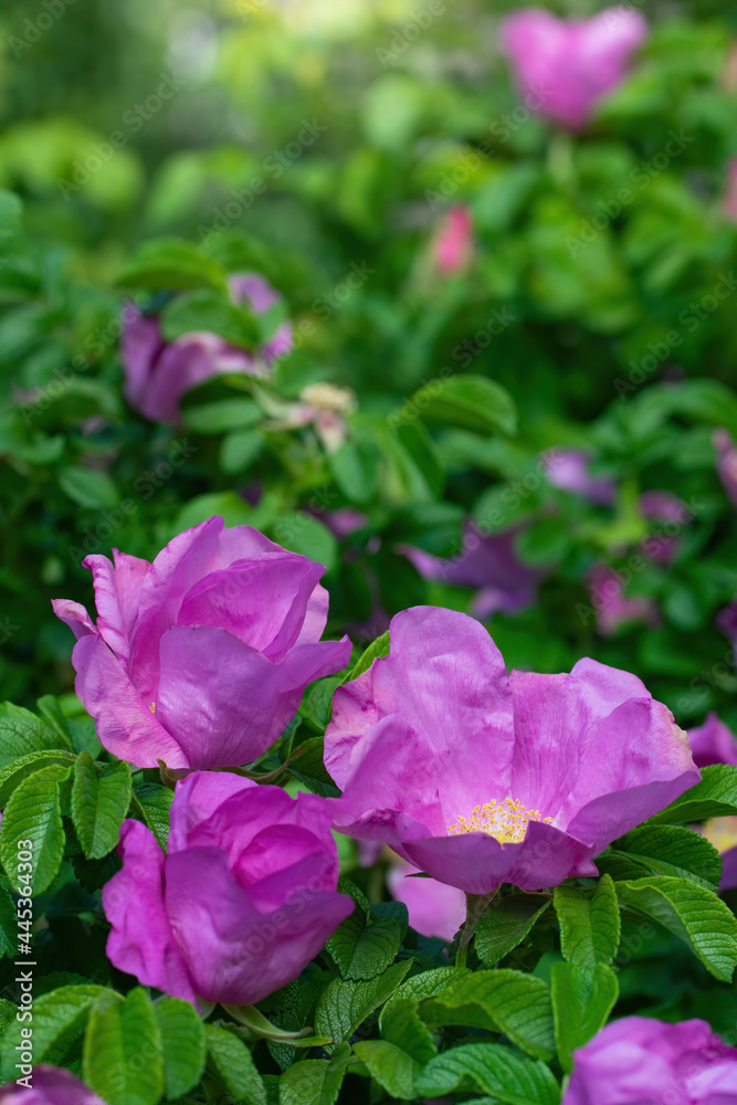 Blooming pink wild rose spring day Blooming pink wild rose spring day