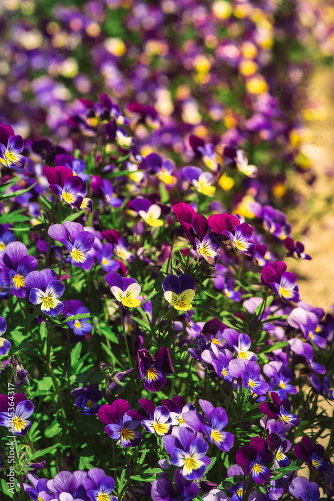 Naklejka premium Beautiful blooming spring and summer flowers garden pansy