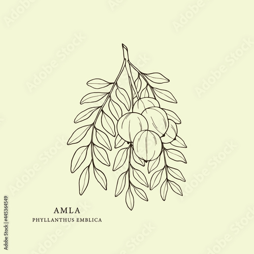 Hand drawn amla branch. Botanical illustration