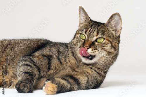 Home short hair tabby cat with vibrant yellowish green eyes lying down on the floor and licking with its tongue. Cute pet asks treats or food. Copy space, white background. © Elena