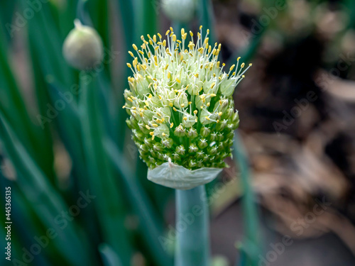 Quadro su tela bright blooming bear onion on a blurred natural background