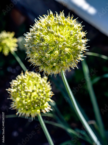 Foto bright blooming bear onion on a blurred natural background