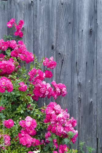 Fototapeta Naklejka Na Ścianę i Meble -  Pink bright roses on old rough wooden wall and window background. Selective focus.