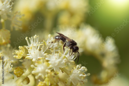 Bee collects nectar of white flower © Grigoriy Lukyanov