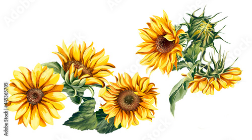 Watercolor sunflower, hand-painted flower illustration, botanical painting isolated on a white background. A beautiful bouquet of sunflowers.  © Ольга Шамарина