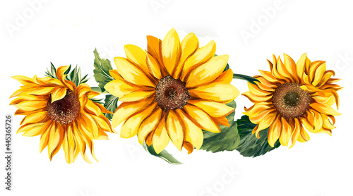Fototapeta Naklejka Na Ścianę i Meble -  Watercolor sunflower, hand-painted flower illustration, botanical painting isolated on a white background. A beautiful bouquet of sunflowers. 