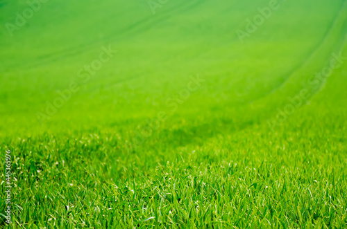 Green grass field background