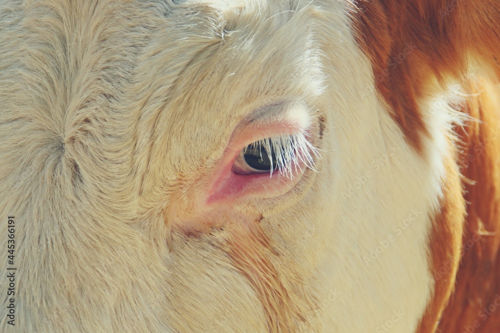 Primer plano del ojo y rostro de una vaca Fleckvieh expuestas al público. VIII Edición de la Feria del Campo (inglés: Field Fair) en 2018 en Bustarviejo, Madrid. Primer plano del ojo y rostro de una vaca Fleckvieh expuestas al público. VIII Edición de la Feria del Campo (inglés: Field Fair) en 2018 en Bustarviejo, Madrid.