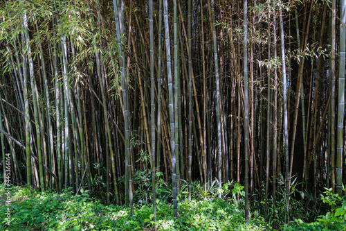 Impenetrable thickets of black bamboo Phyllostachys "nigra", commonly known as black bamboo in Adler arboretum "Southern Cultures". Trunks Close-up. Sirius (Adler) Sochi. Great theme for any design.