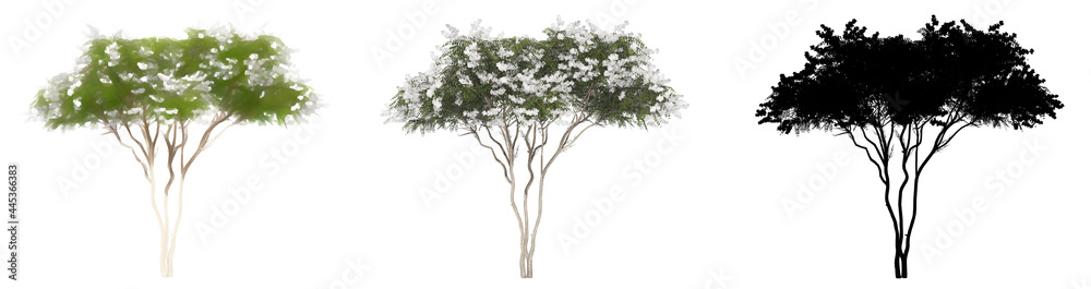 Set or collection of Crape Myrtle trees, painted, natural and as a black silhouette on white background. Concept or conceptual 3d illustration for nature, ecology and conservation, strength