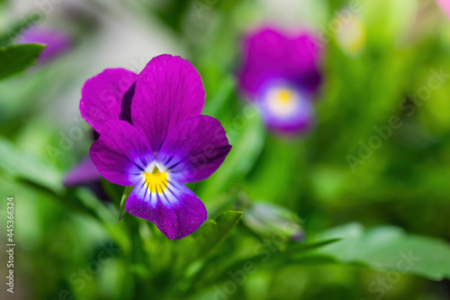 Purple violet flowers close-up.